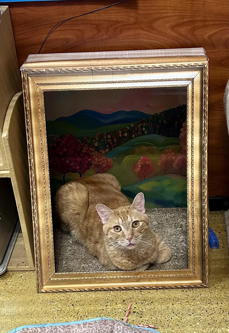 An adult large-sized male Orange / Red Domestic Short Hair cat named Benny for adoption in Huntley, IL