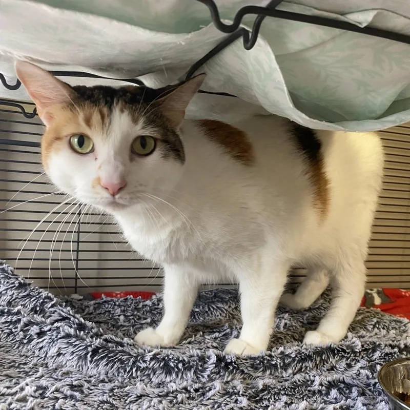 An adult small-sized female Calico Domestic Short Hair cat named Sapphire for adoption in Norfolk, NE