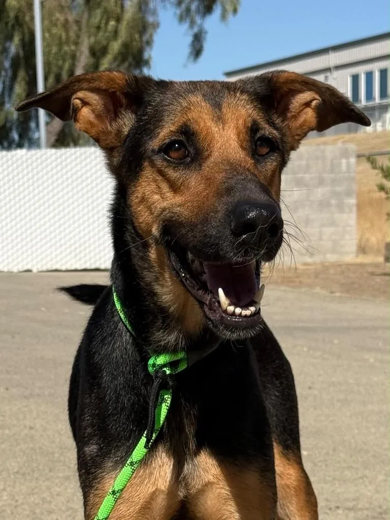 An adult large-sized female Bicolor German Shepherd Dog dog named Roxy for adoption in Arroyo Grande, CA