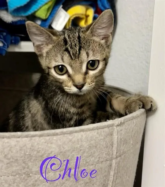 Chloe