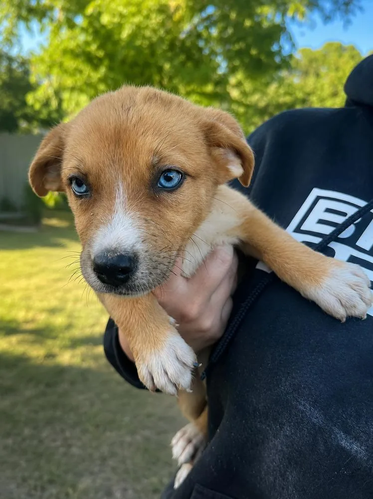 A baby small-sized female White / Cream Shepherd dog named Ruby for adoption in Leverett, MA