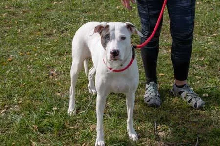 A senior medium-sized female Pointer dog named Penny for adoption in Kansas City, MO