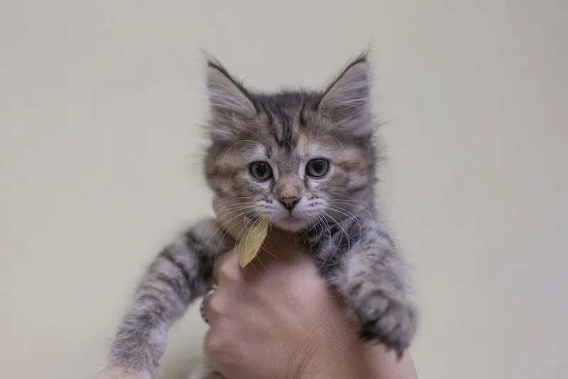 A baby small-sized female Domestic Medium Hair cat named Fluffy for adoption in Mountain Home, AR