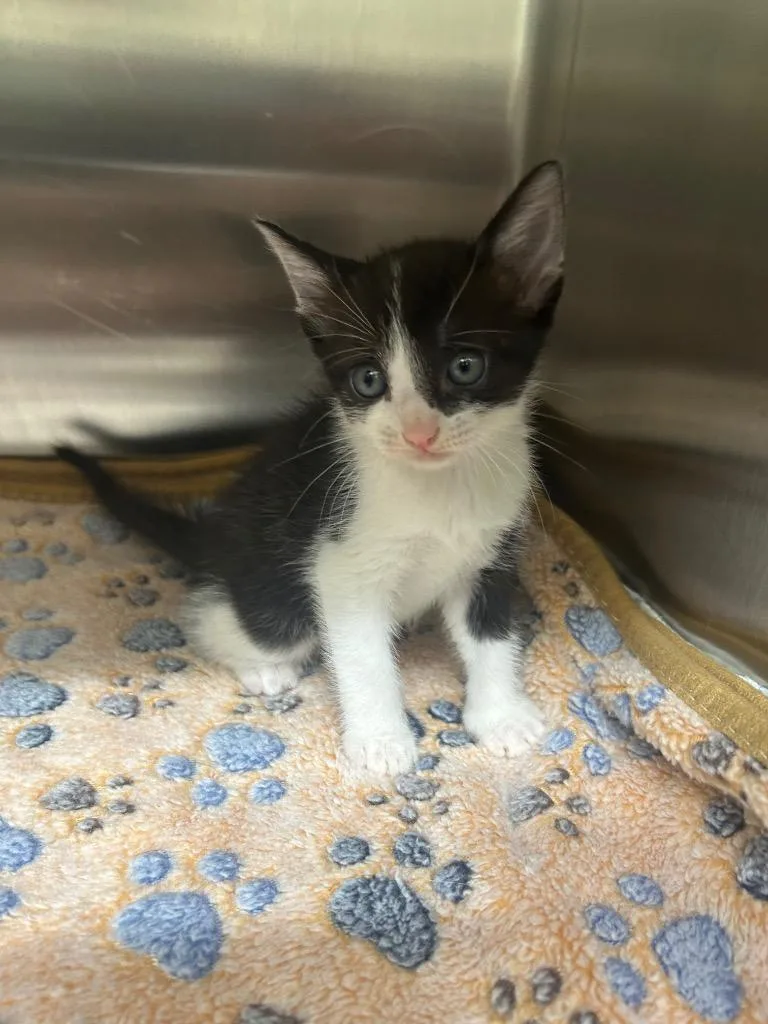A baby medium-sized female Domestic Short Hair cat named Crumble for adoption in Seven Points, TX