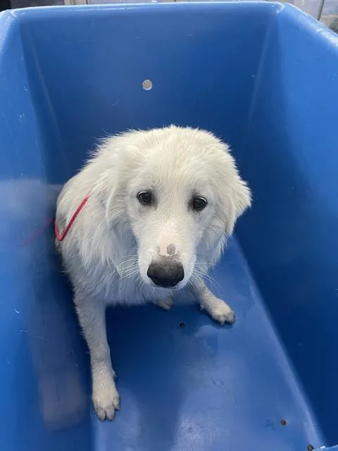 A young large-sized male Mixed Breed dog named Bugs for adoption in Dallas, TX