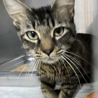 A young medium-sized female Brown / Chocolate Domestic Short Hair cat named Mom for adoption in Marble, NC