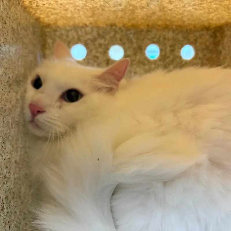 A senior large-sized female White Domestic Long Hair cat named Dutchess for adoption in Pasadena, CA