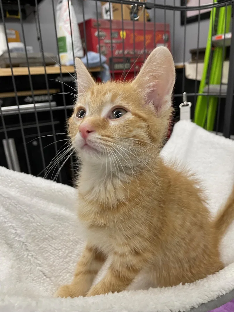 A baby medium-sized male Tabby (Orange / Red) Tabby cat named Shepp for adoption in Island Lake, IL