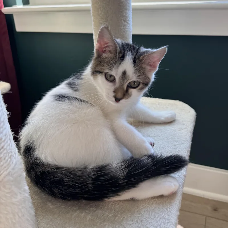 A baby small-sized male White Domestic Short Hair cat named Homelander for adoption in Richmond, VA