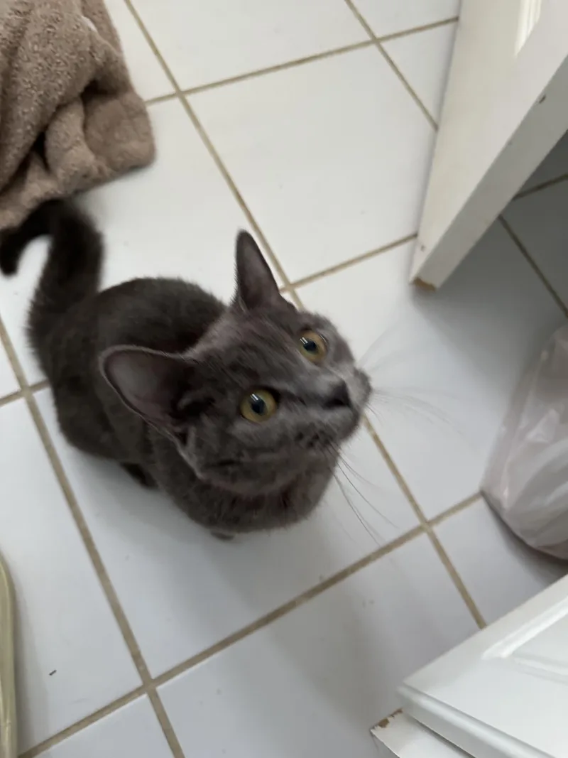 A young medium-sized female Gray / Blue / Silver Domestic Short Hair cat named Razzle Dazzle for adoption in Richmond, VA