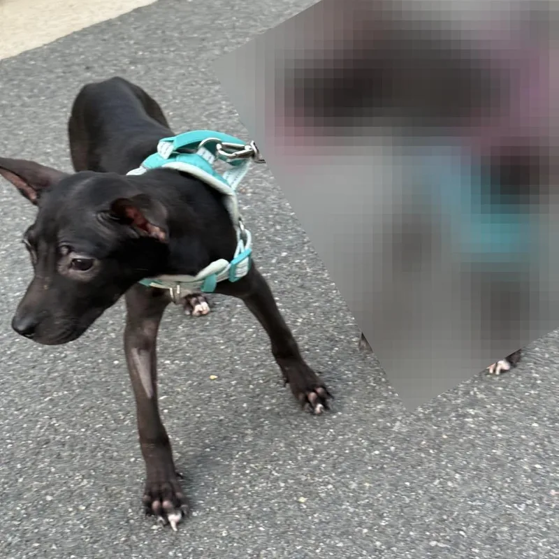 A young small-sized female Black Mixed Breed dog named Cesium for adoption in Fredericksburg, VA