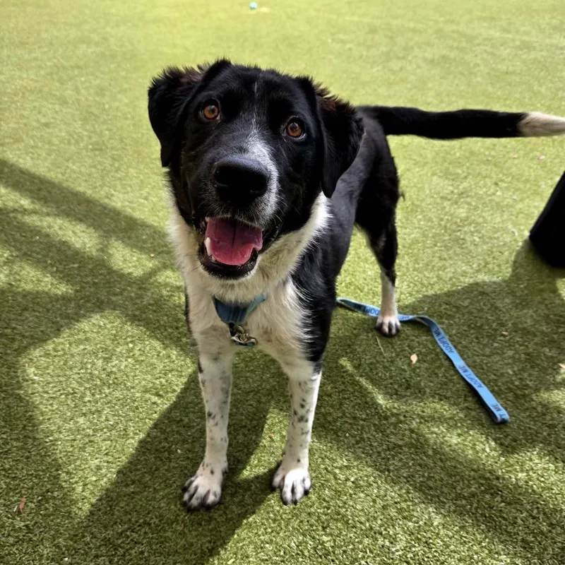 An adult medium-sized male Black Border Collie dog named Count Dracula for adoption in Albuquerque, NM