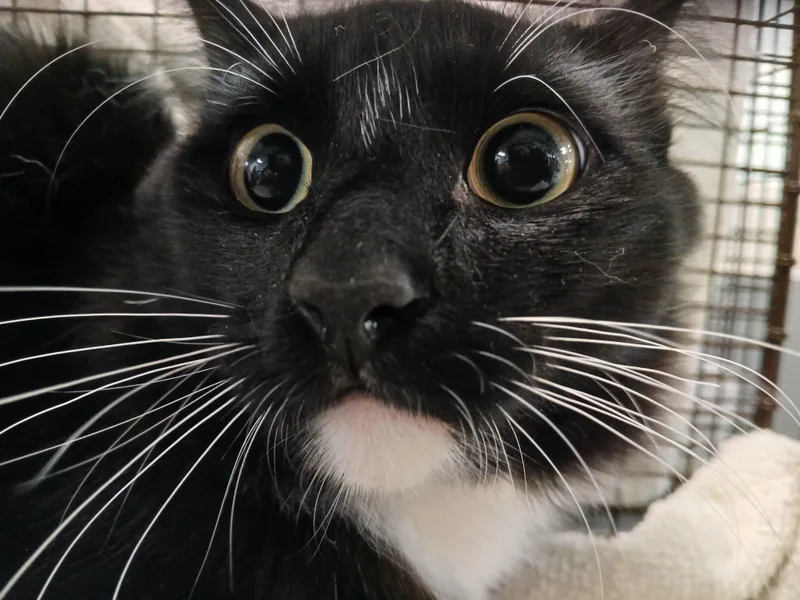 A young small-sized male Domestic Short Hair cat named Tod for adoption in Los Angeles, CA