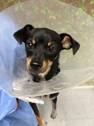 An adult small-sized female Terrier dog named Dove for adoption in San Antonio, TX