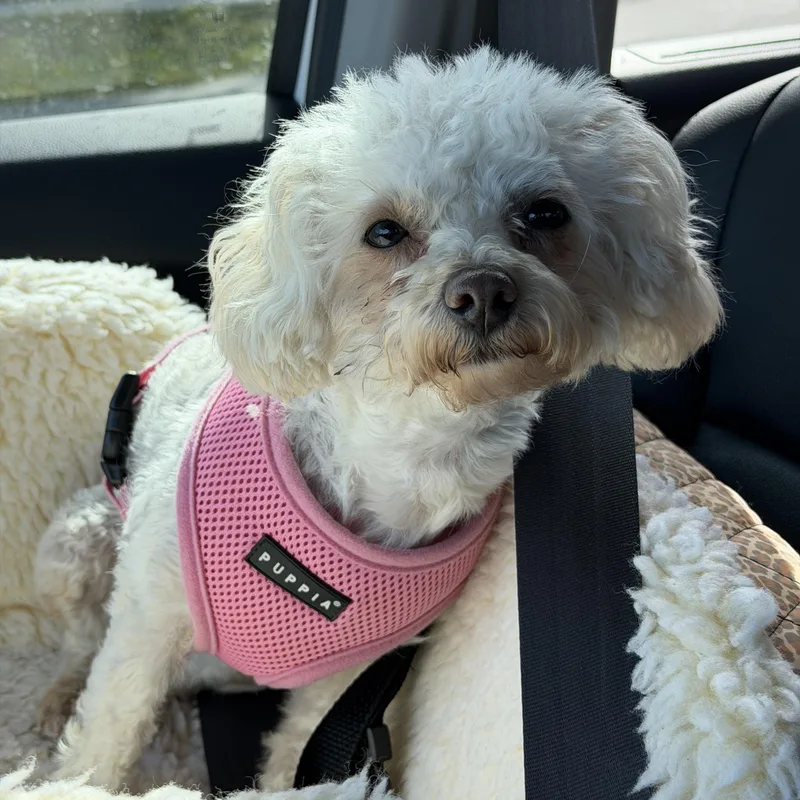 A young small-sized female Poodle (Toy) dog named Lexi for adoption in Orlando, FL