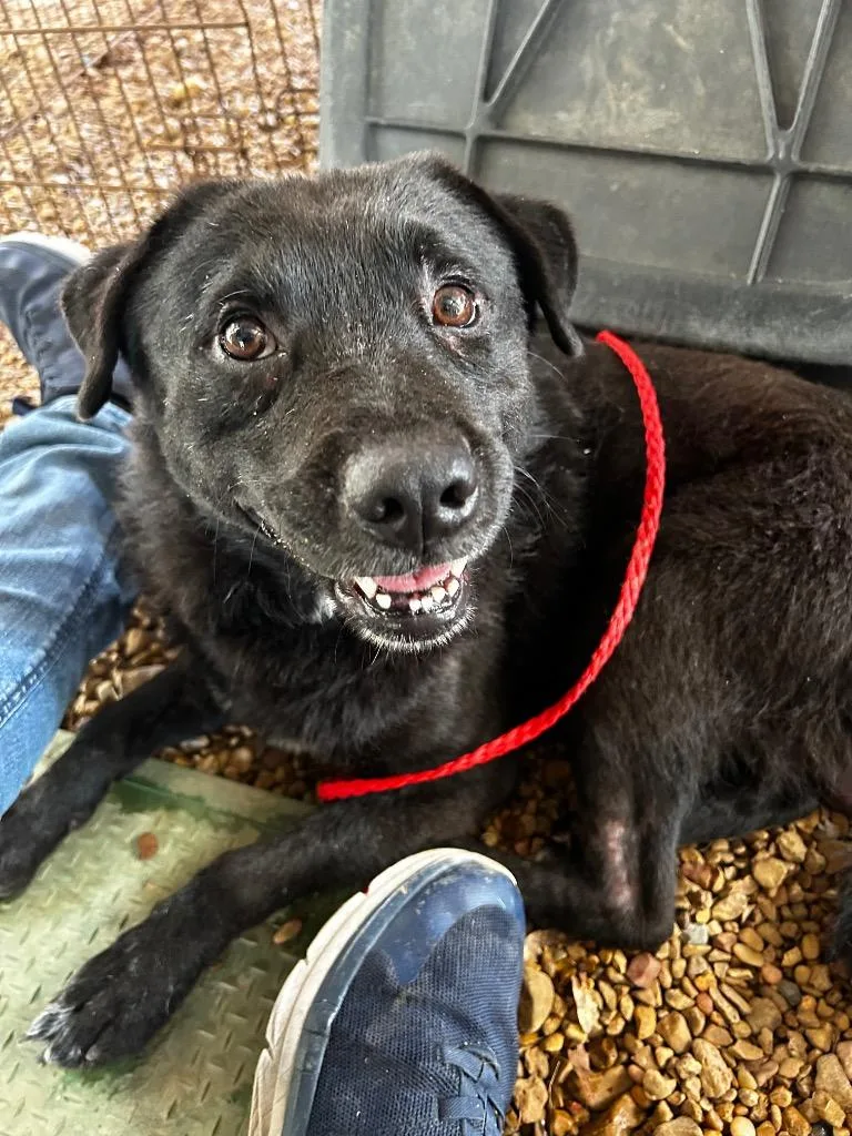 An adult medium-sized male Beagle dog named Buddy Love for adoption in Brookhaven, MS