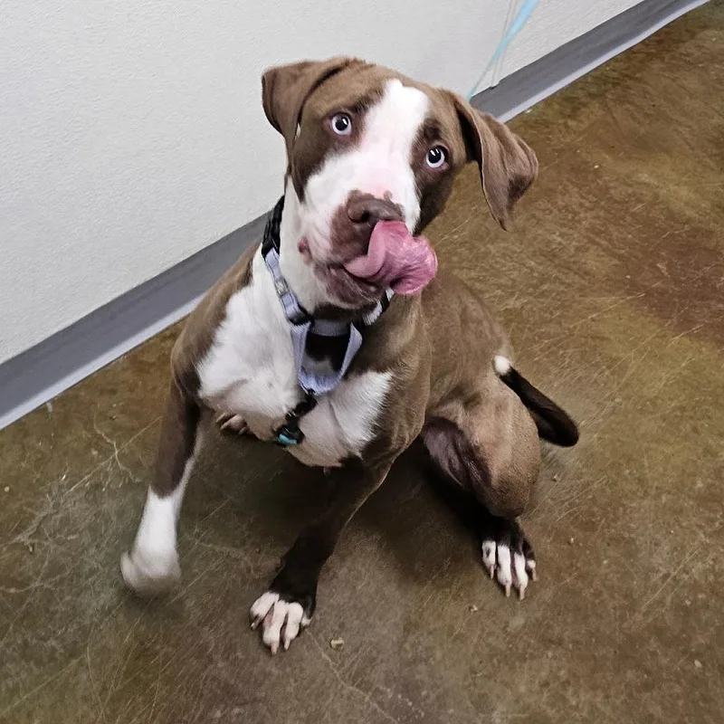 An adult medium-sized female Brown / Chocolate American Staffordshire Terrier dog named Manoa for adoption in Albuquerque, NM