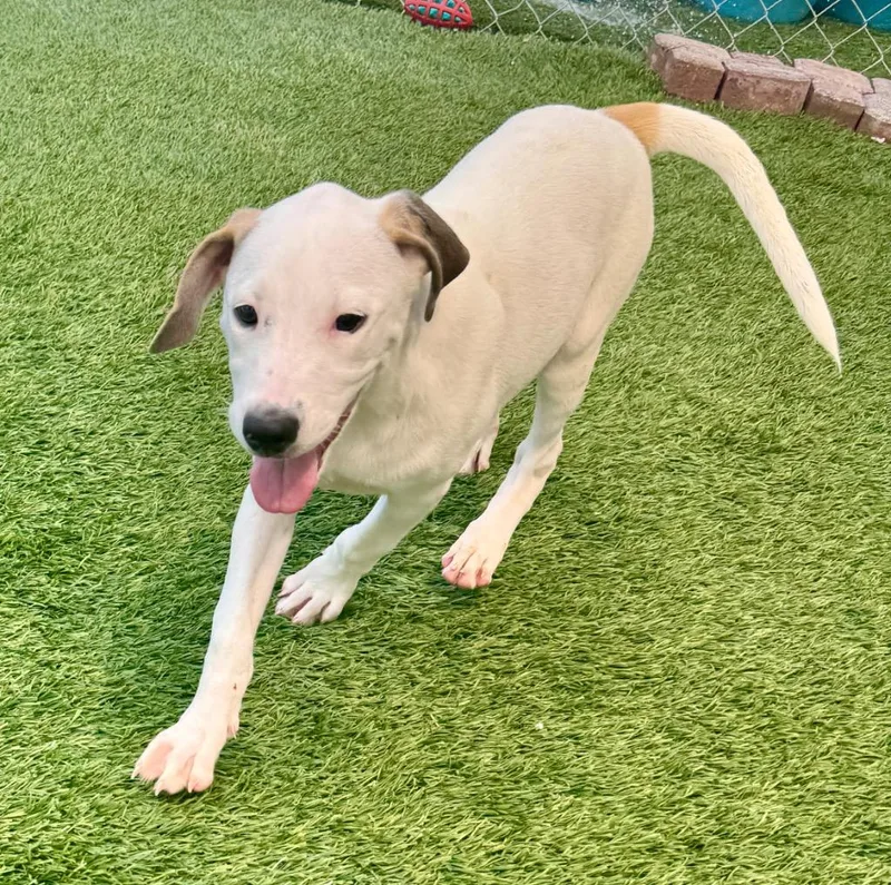 A baby medium-sized female Mountain Cur dog named Shelbymo Puppy! for adoption in Fort Myers, FL