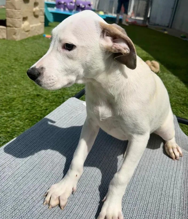 Shelbymo Puppy! thumbnail 2