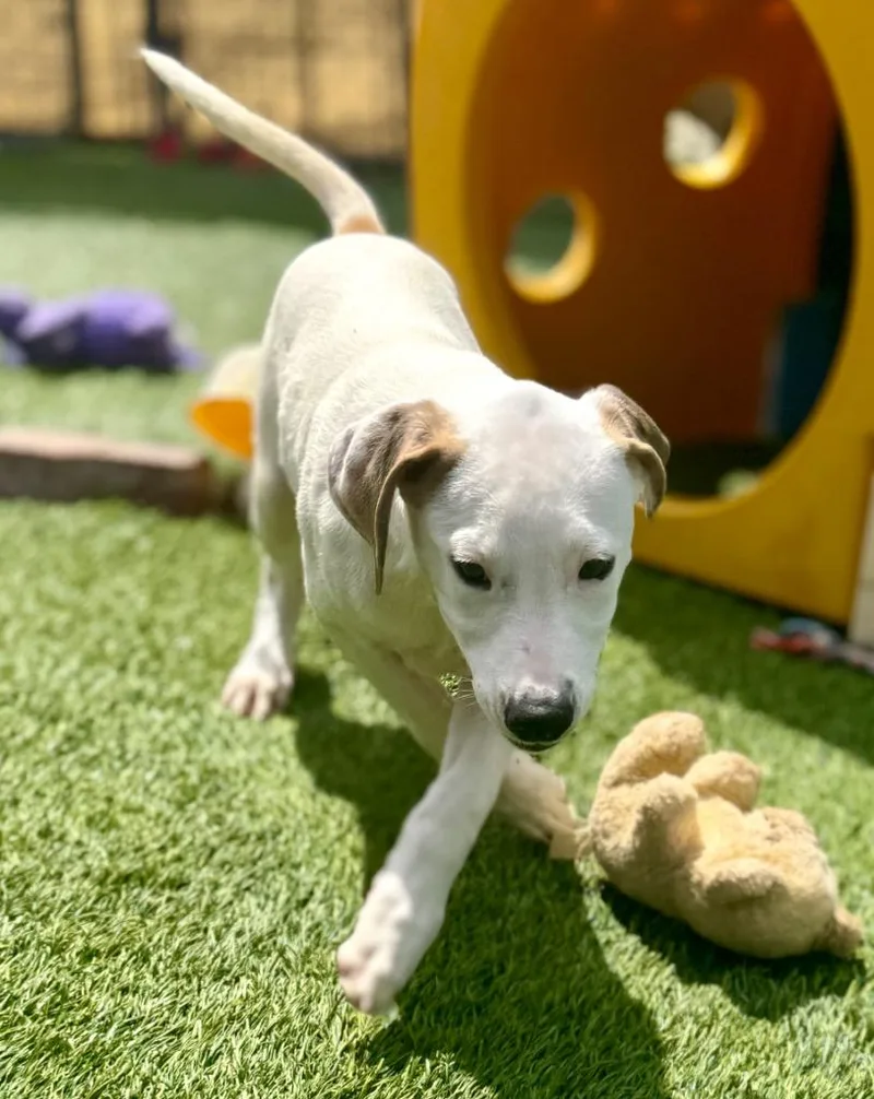 Shelbymo Puppy! thumbnail 3