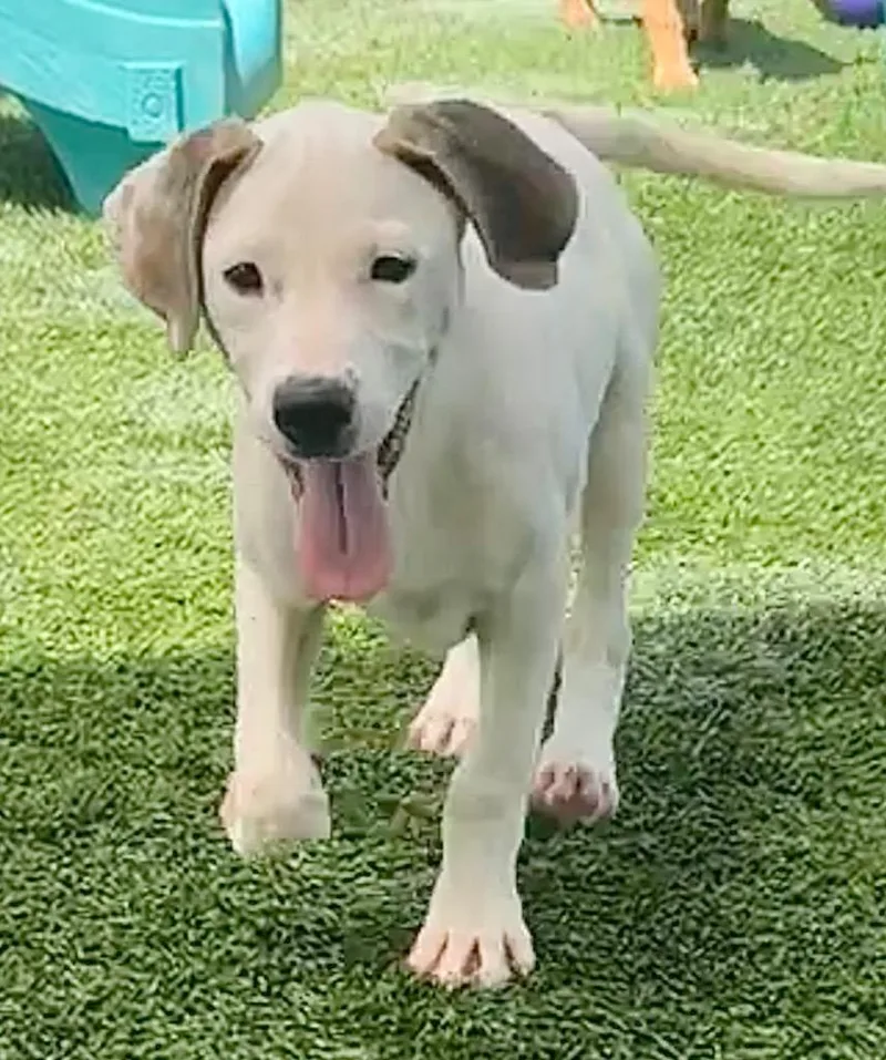 Shelbymo Puppy! thumbnail 4