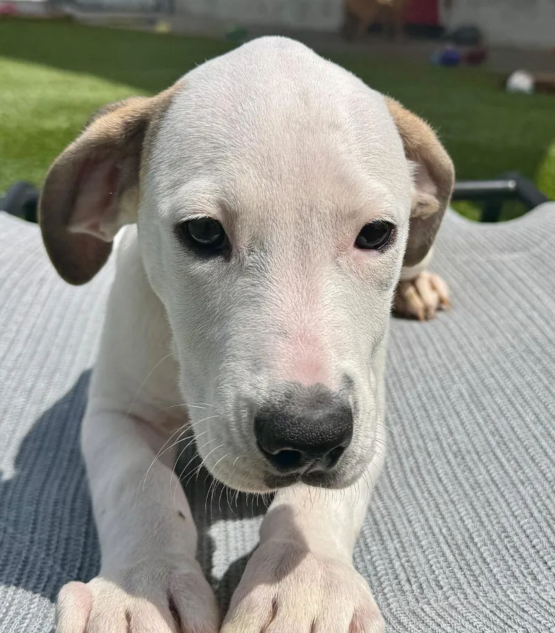 Shelbymo Puppy! thumbnail 5