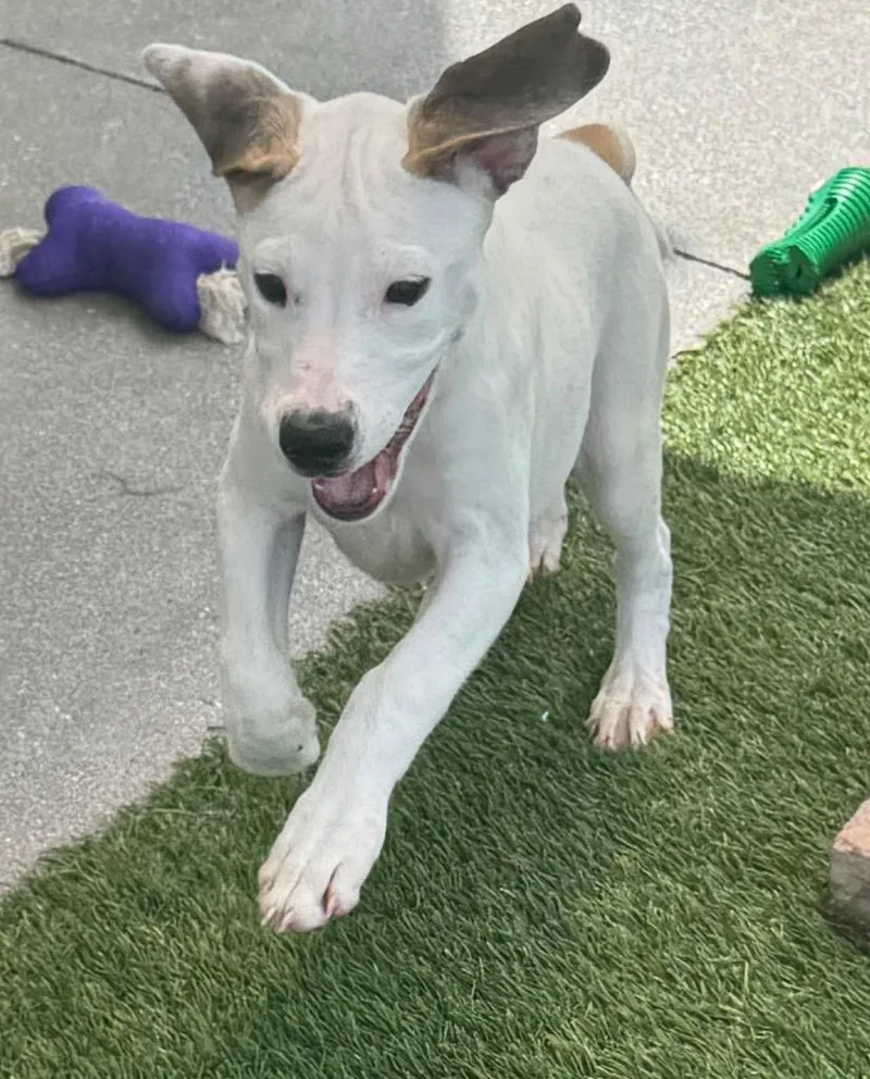 Shelbymo Puppy! thumbnail 6