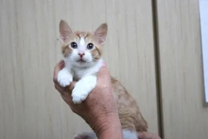 A baby small-sized male Domestic Short Hair cat named James P. Sullivan for adoption in Brunswick, GA