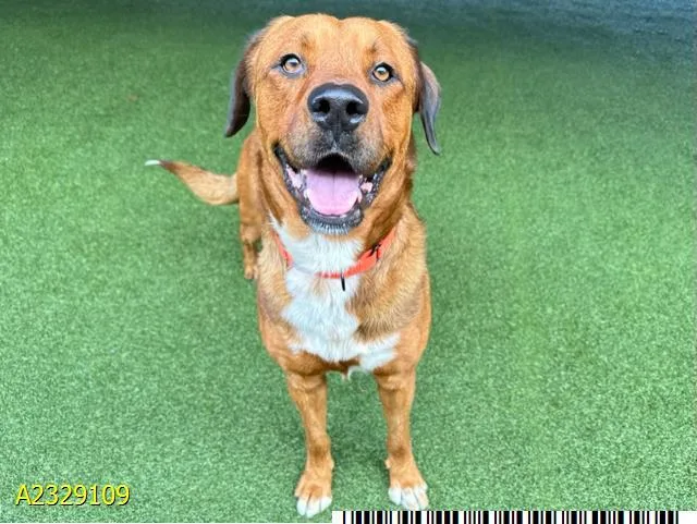 An adult large-sized male Mixed Breed dog named Cooper for adoption in West Palm Beach, FL
