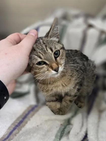 A baby small-sized female Domestic Short Hair cat named Crouton for adoption in Westland, MI