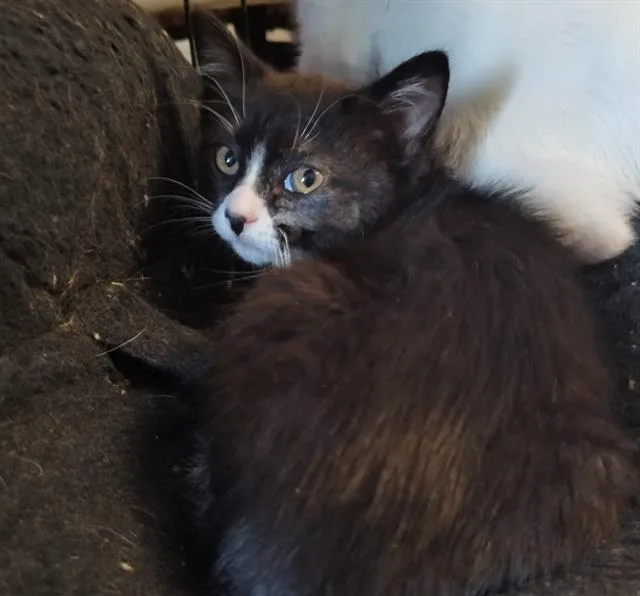 A baby small-sized female Domestic Short Hair cat named Angst for adoption in Aurora, CO