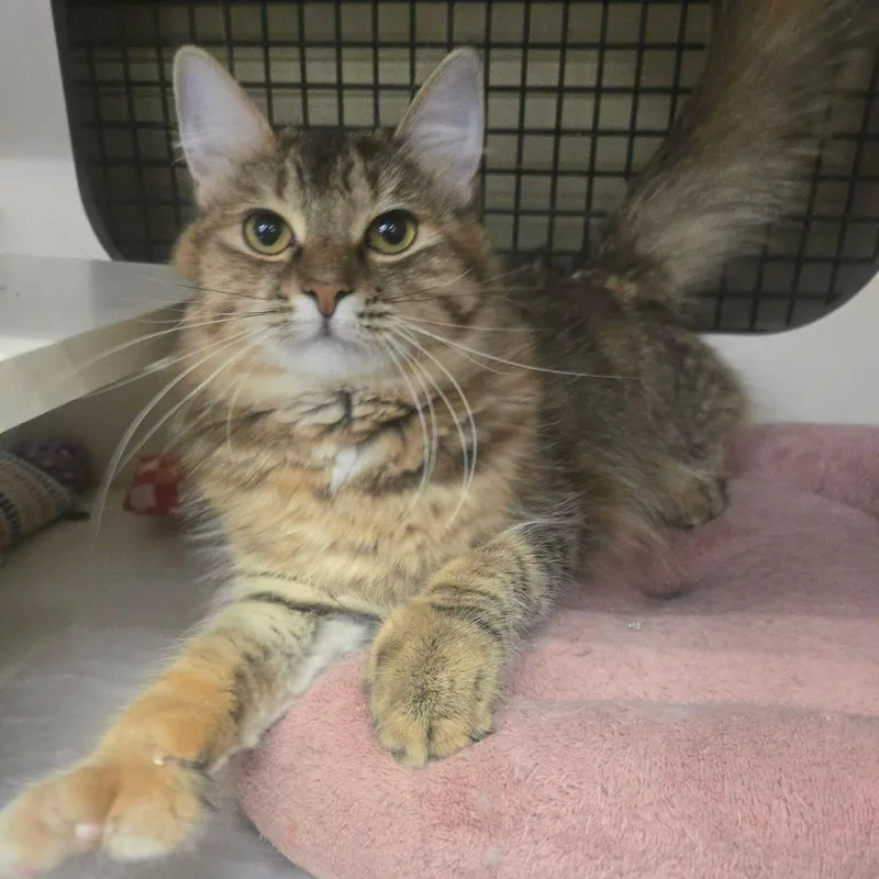 A baby medium-sized female Torbie Domestic Medium Hair cat named Isabella Polydactel for adoption in Concord, CA