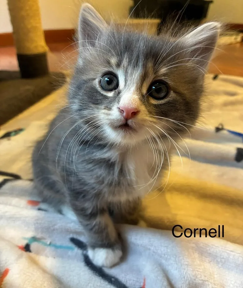 A baby medium-sized male Domestic Short Hair cat named Cornell for adoption in Shelton, WA
