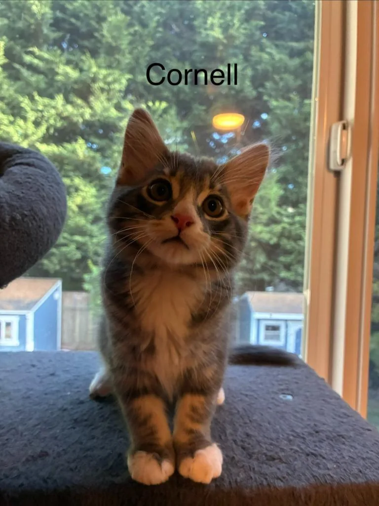 Cornell thumbnail 2
