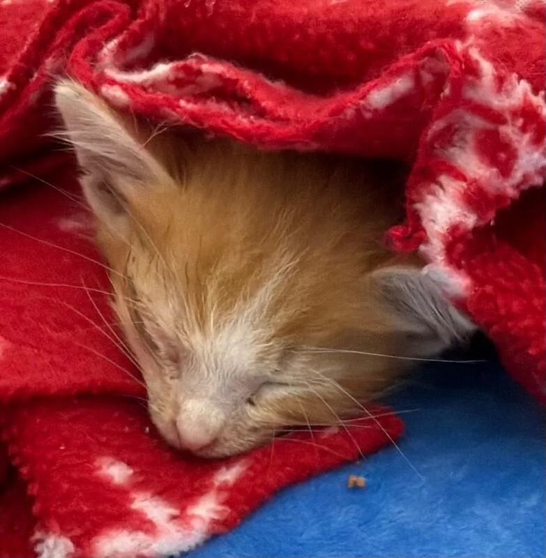A baby medium-sized male Tabby (Orange / Red) Domestic Short Hair cat named Citrine for adoption in Katy, TX