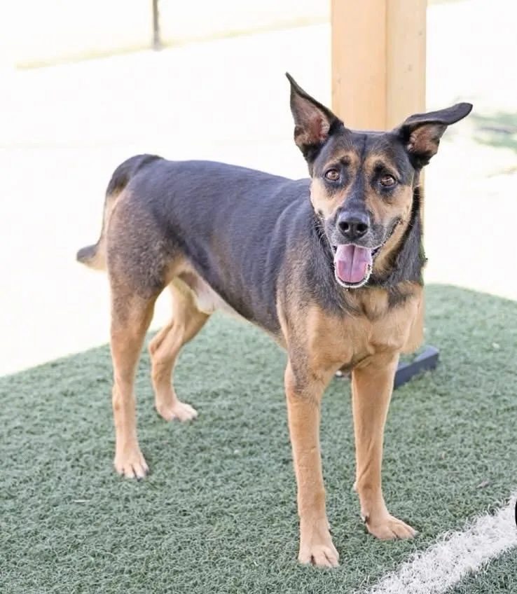 An adult medium-sized male Mixed Breed dog named Cane for adoption in Wilsall, MT