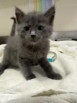 A young medium-sized male Gray / Blue / Silver Domestic Short Hair cat named Garth holiday for adoption in Manitowoc, WI