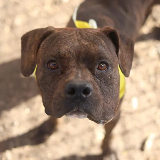 An adult medium-sized female American Staffordshire Terrier dog named Maisie for adoption in San Antonio, TX