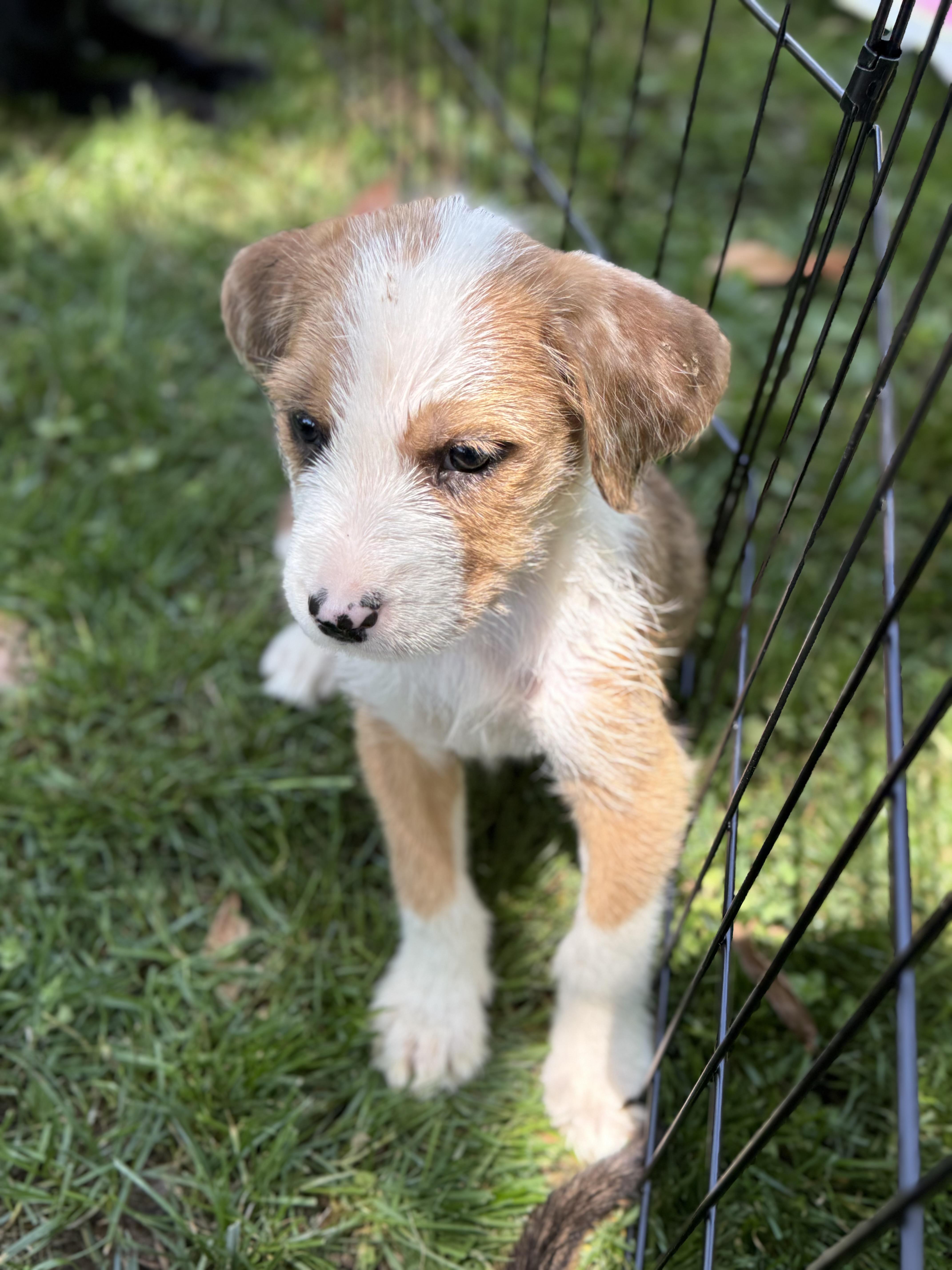 A baby small-sized female Irish Terrier dog named Dolly for adoption in Hillsborough, NC