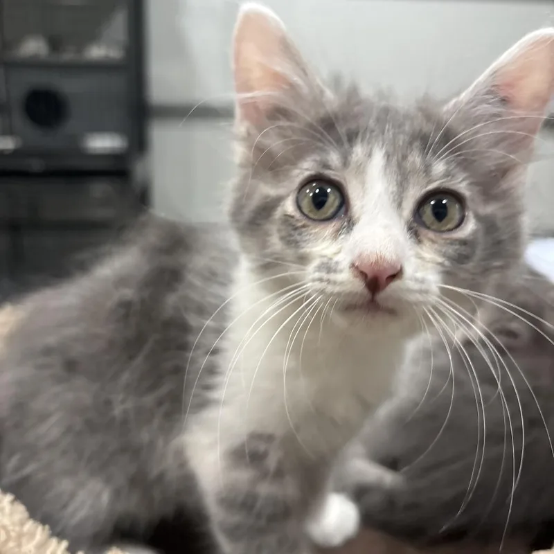 A baby small-sized male Domestic Short Hair cat named Murry for adoption in Shelbyville, IN