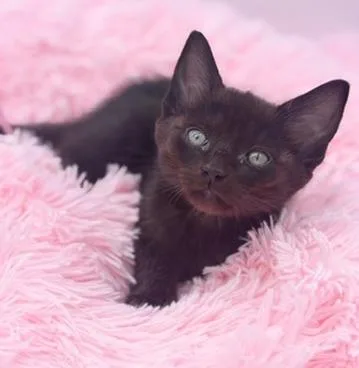 A baby medium-sized male Black Domestic Short Hair cat named Snorlax for adoption in Covington, LA