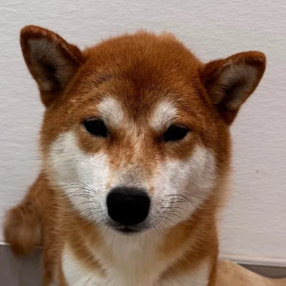 A young medium-sized male Red / Chestnut / Orange Mixed Breed dog named Sanji for adoption in Evanston, IL