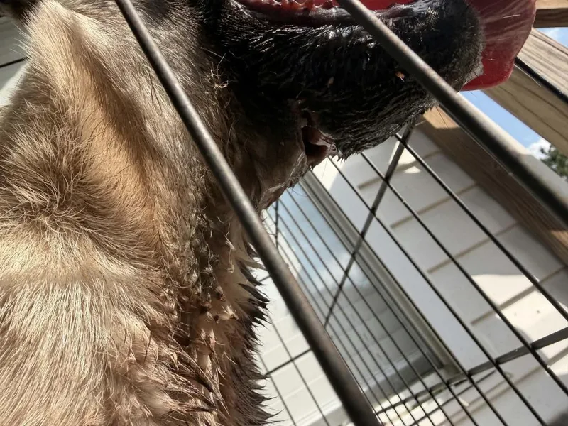 A young large-sized male Pug dog named Frank the Creature for adoption in Waynesville, GA