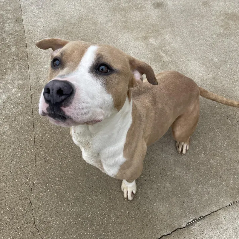 A young medium-sized female Yellow / Tan / Blond / Fawn Mixed Breed dog named Lucy for adoption in South Haven, MI