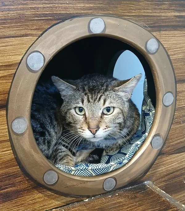 An adult large-sized male Domestic Short Hair cat named Raphael for adoption in Canton, GA