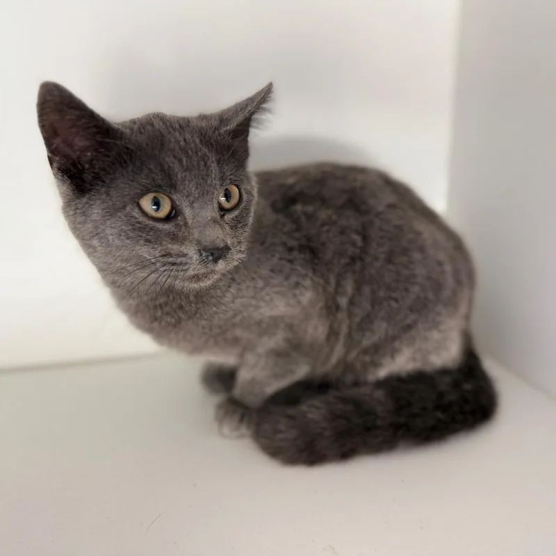 Wolfie The Second thumbnail 2