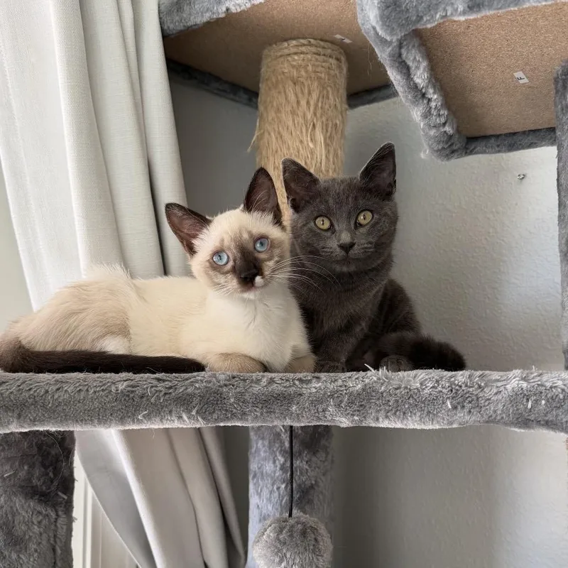 Wolfie The Second thumbnail 3