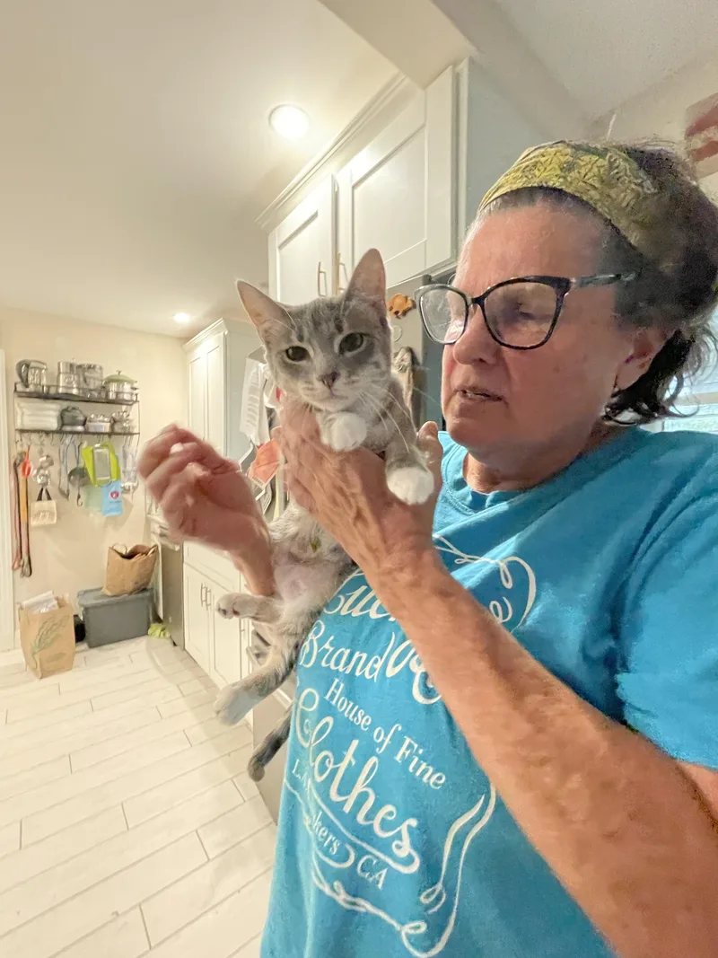 A young medium-sized female Tabby (Gray / Blue / Silver) Domestic Short Hair cat named Floweriez for adoption in Hopkinton, MA