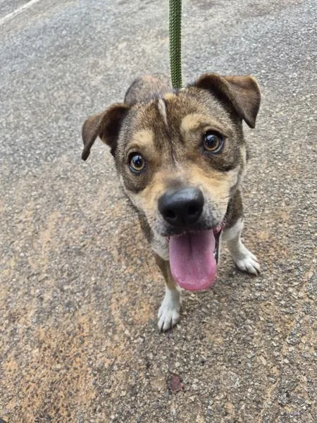 A young small-sized male Terrier dog named Pen C for adoption in Lawrenceville, GA
