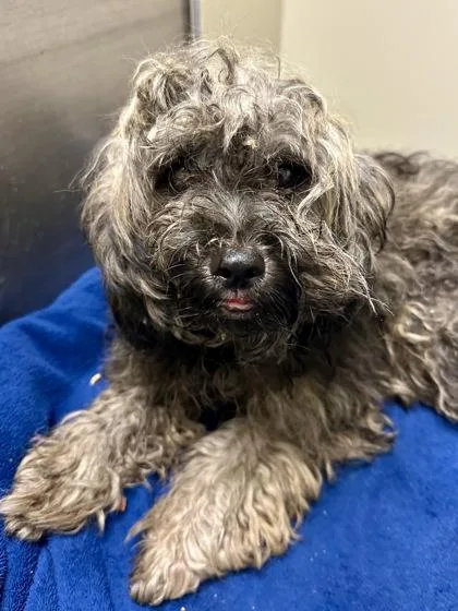 A young small-sized male Gray / Blue / Silver Mixed Breed dog named Coco for adoption in Wichita, KS